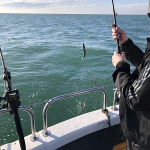 Deep Sea Fishing for Congers off Brighton with Grey Viking II